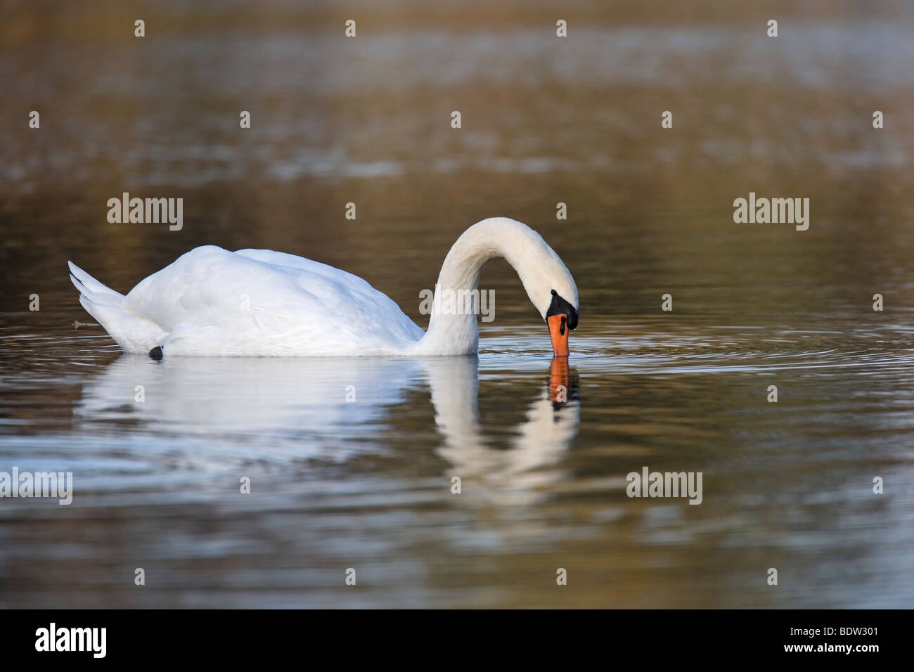 Hoeckerschwan - Maennchen/ Cigno - maschio (Cygnus olor) Foto Stock