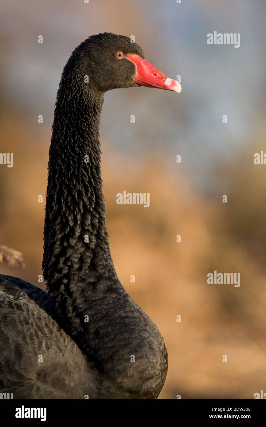 Trauerschwan - Schwarzschwan / Black Swan - Adulti (Cygnus atratus) Foto Stock