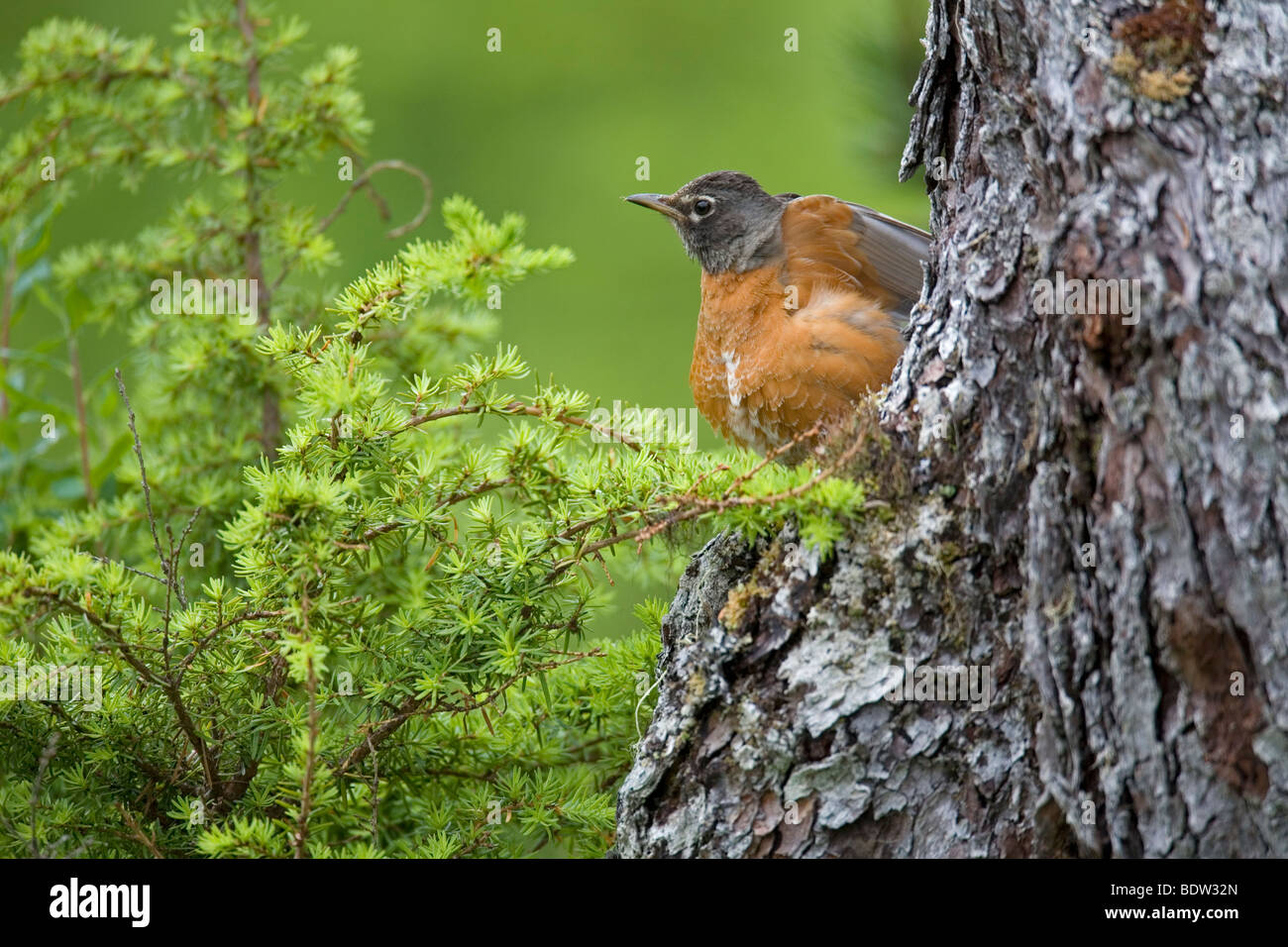 Wanderdrossel, American Robin (Turdus migratorius) Foto Stock