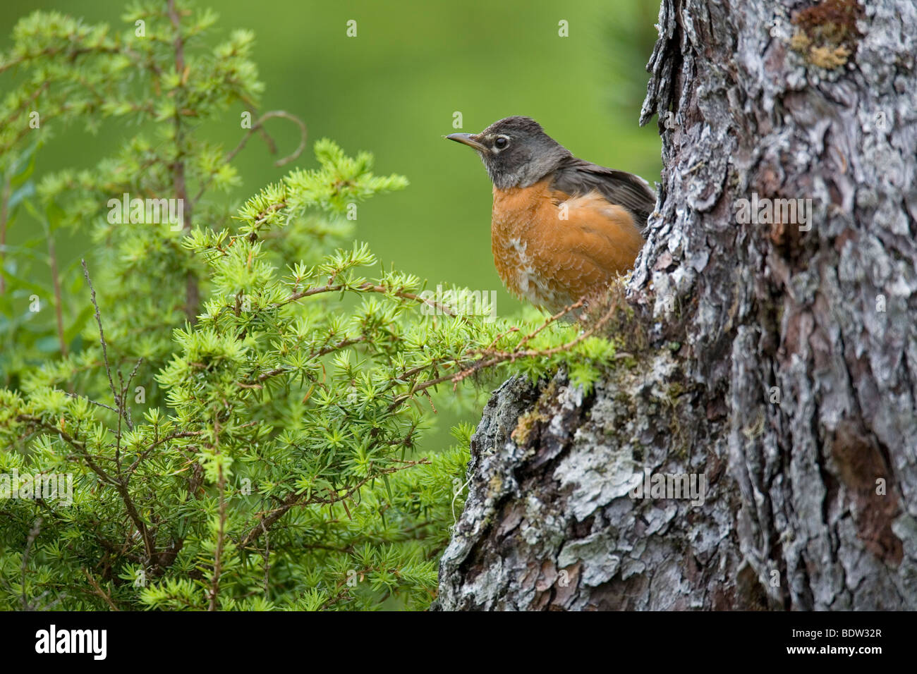 Wanderdrossel, American Robin (Turdus migratorius) Foto Stock