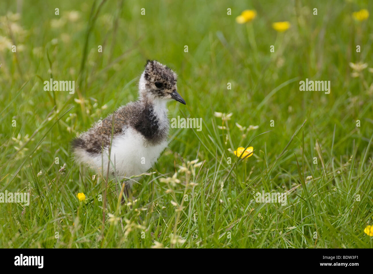 Pavoncella (vanellus vanellus) Foto Stock