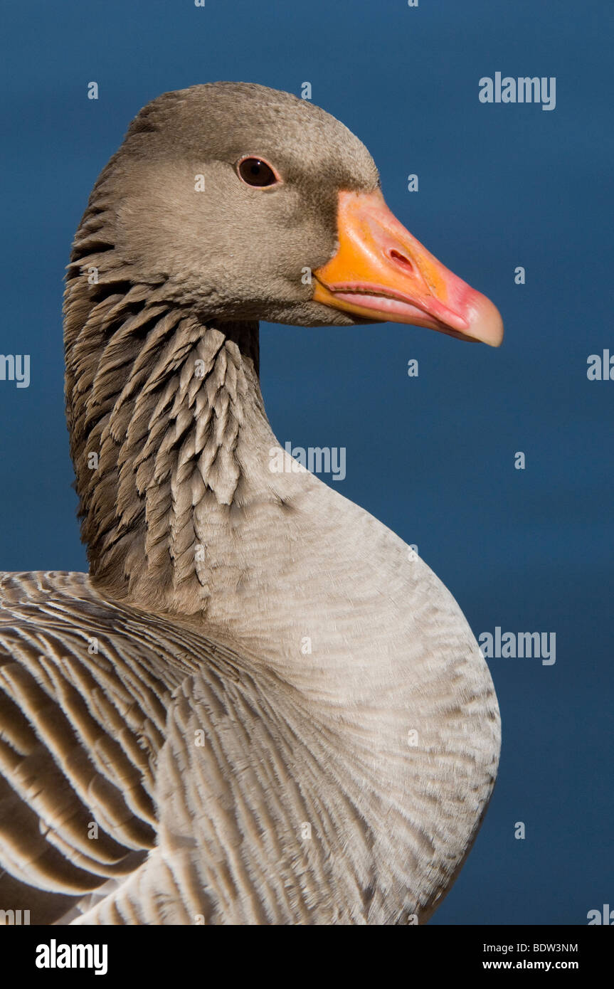 Ritratto di un oca graylag Foto Stock