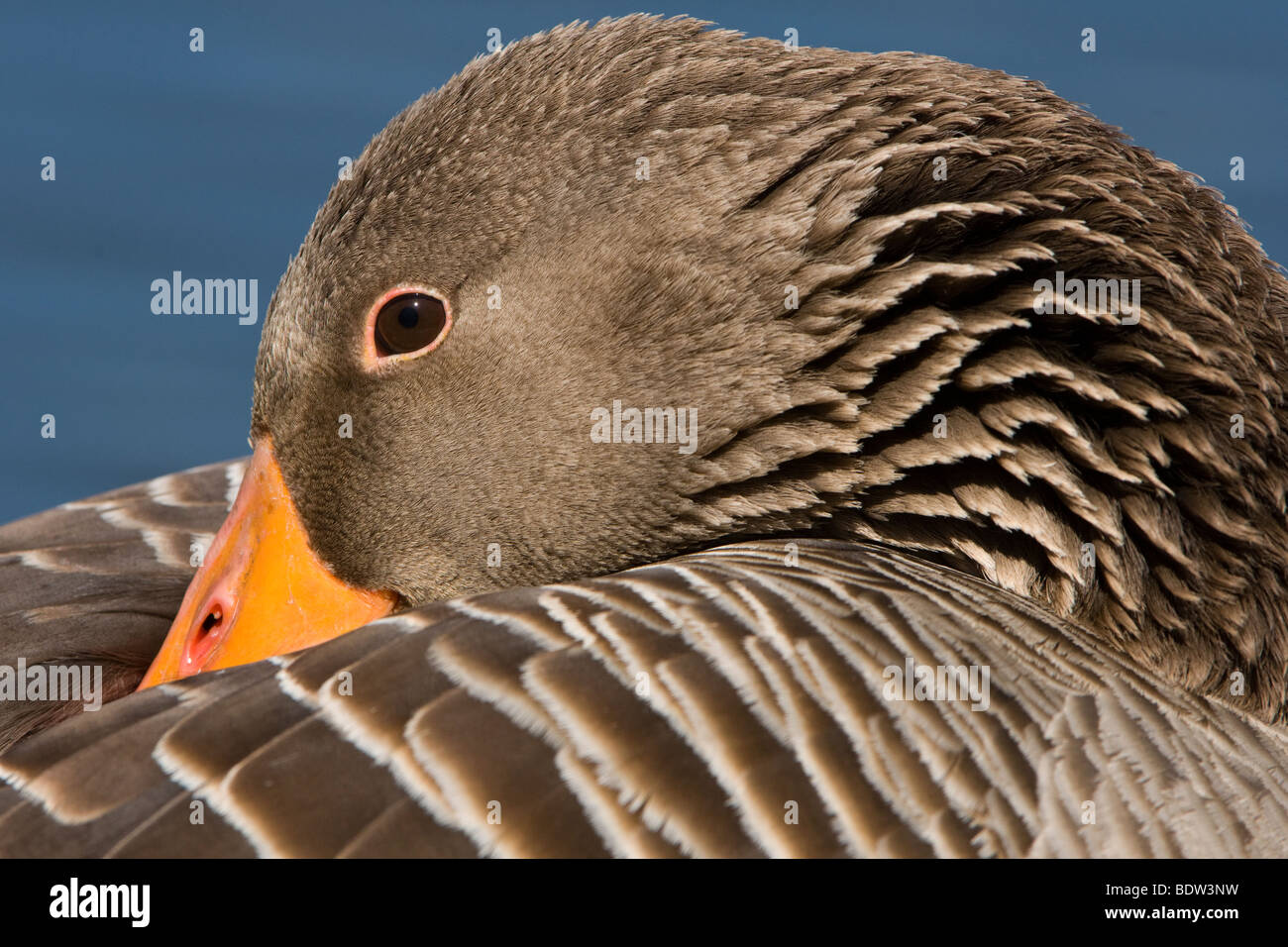 Ritratto di un appoggio graylag goose (Anser anser) Foto Stock