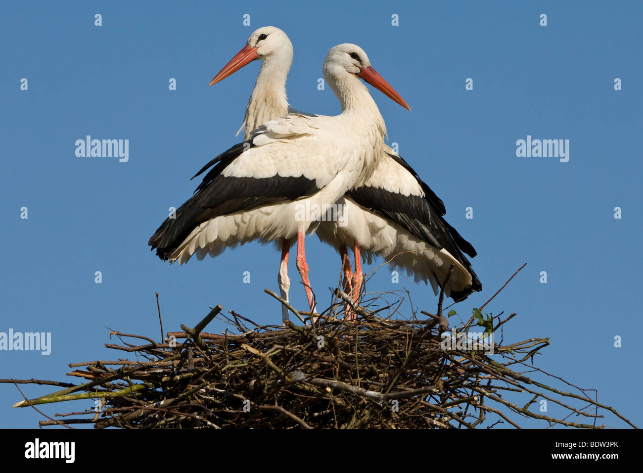 Due cicogne in piedi il loro nido Foto Stock