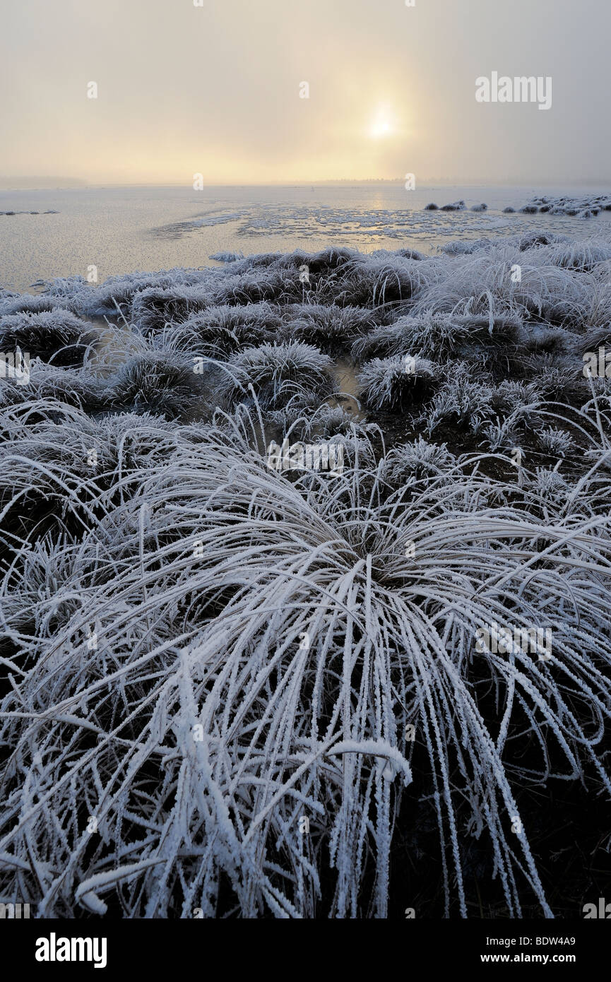 In inverno il Bog, Germania settentrionale Foto Stock