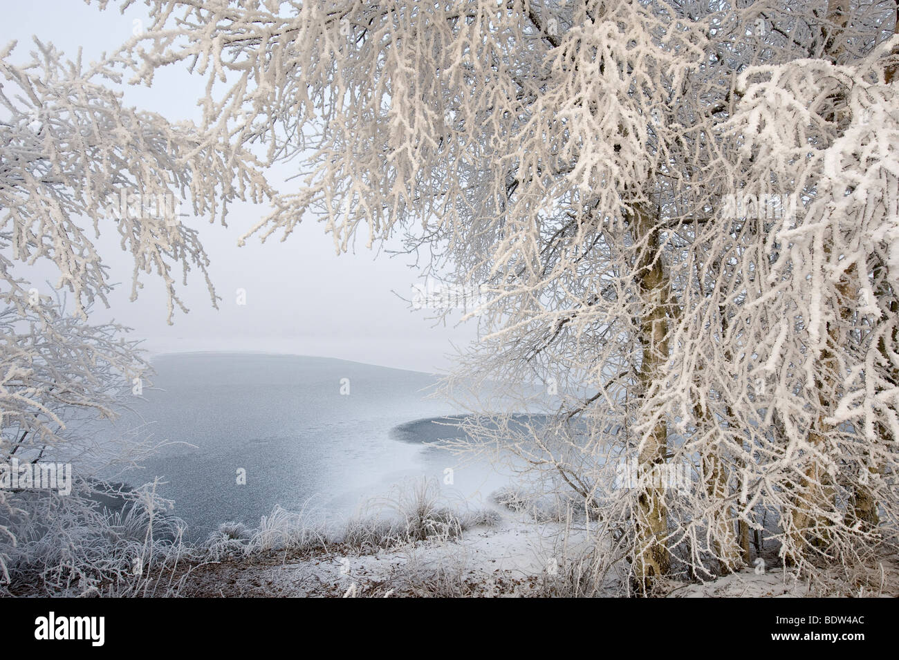 In inverno il Bog, Germania settentrionale Foto Stock