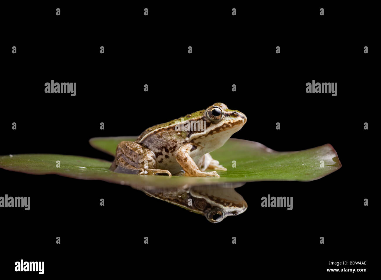 Rana verde Pelophylax lessonae seduto su un giglio di acqua Foto Stock