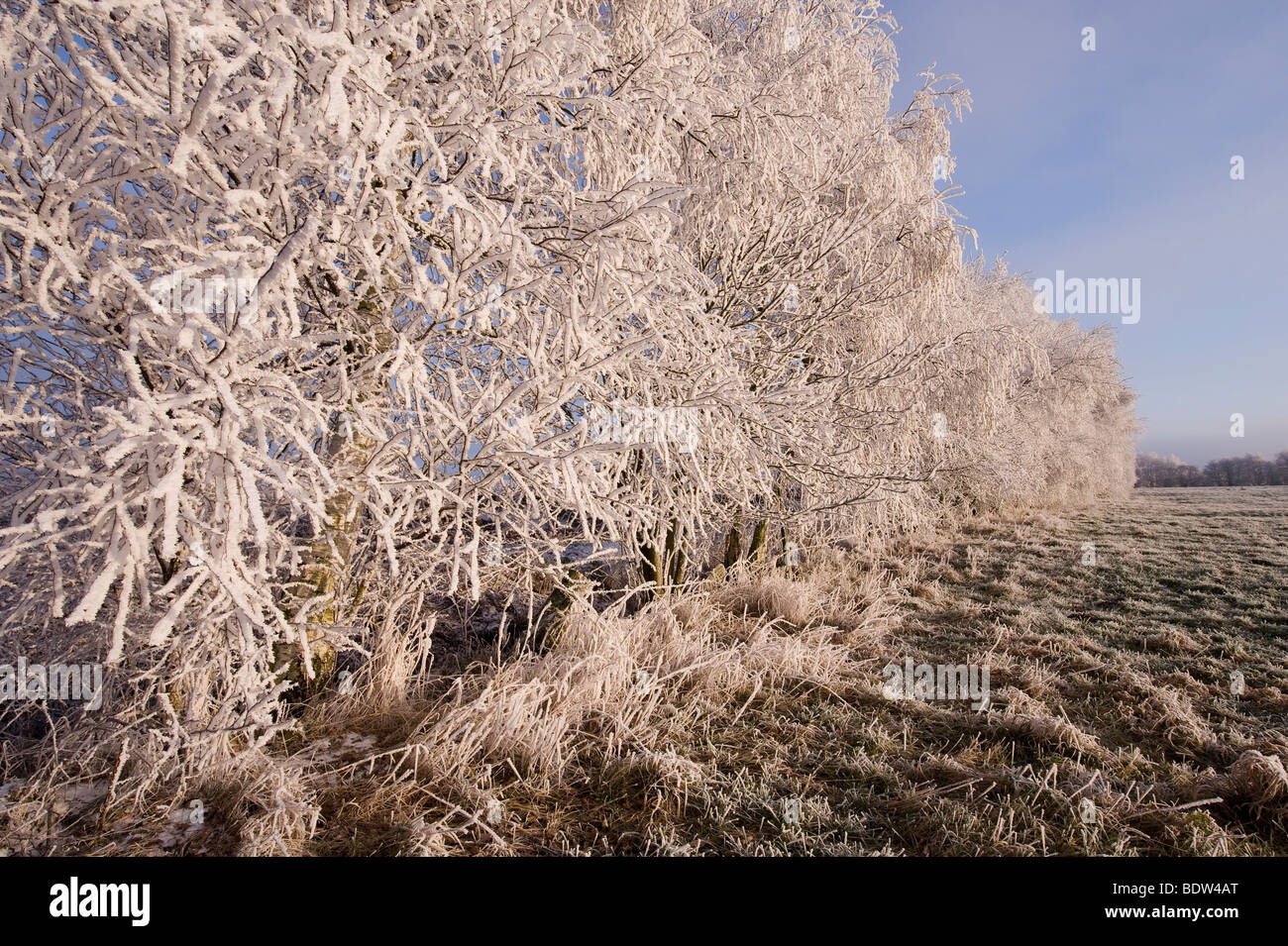 Coperte di neve tree Foto Stock