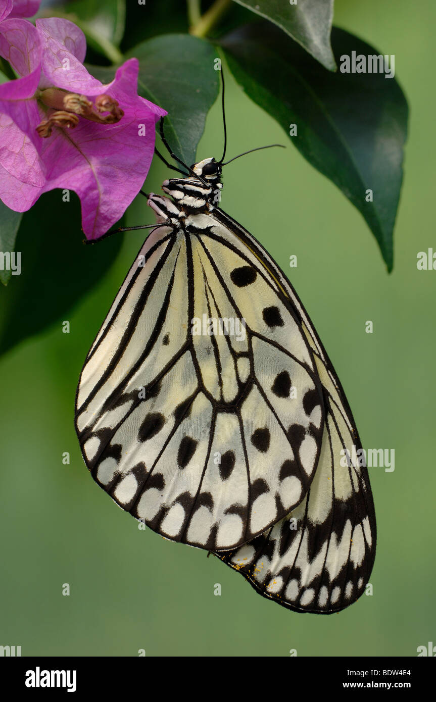 Idea leuconoe, aquilone di carta, carta di riso butterfly, seduto su un fiore Foto Stock