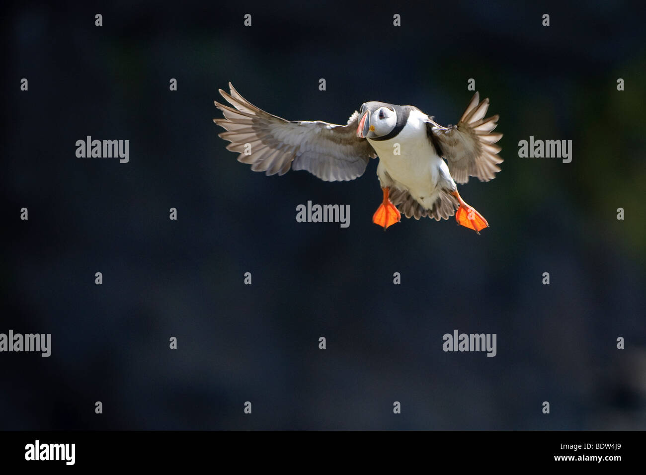 Atlantic puffin Fratercula arctica estate adulto in volo. La Scozia. Foto Stock