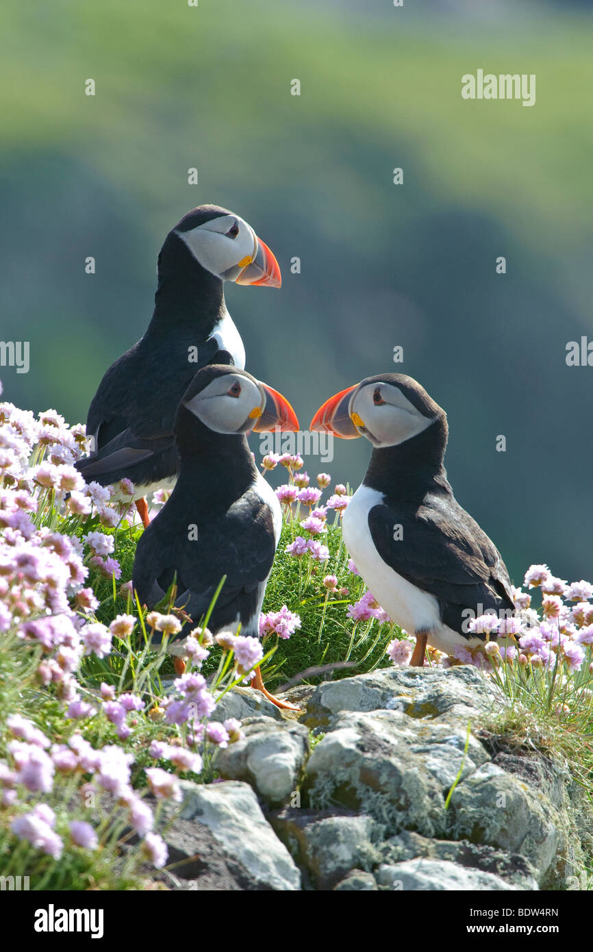 Gruppo di Atlantic i puffini Fratercula arctica parsimonia in Armeria maritima. La Scozia. Foto Stock