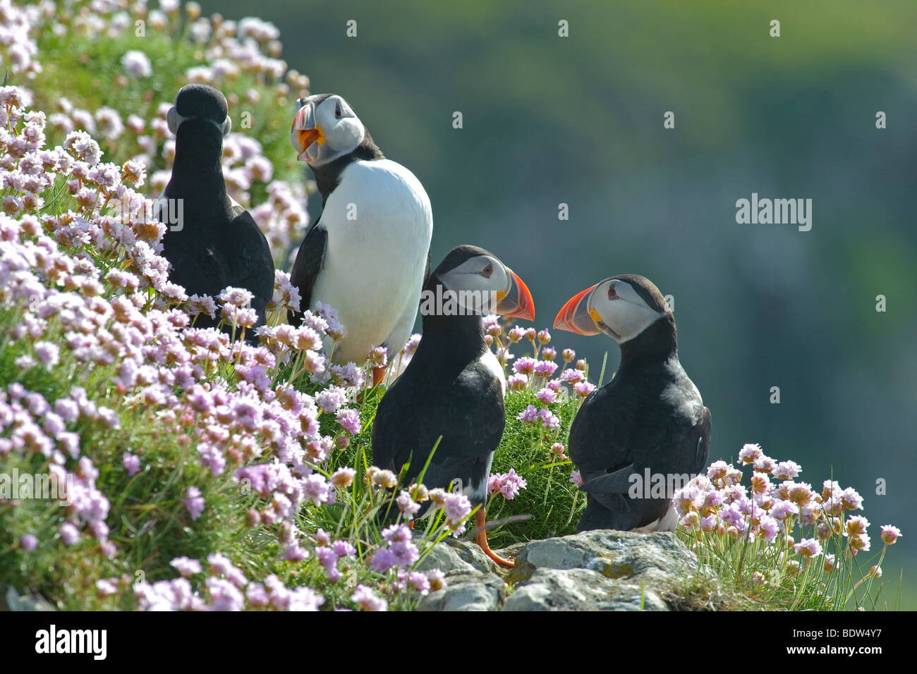 Gruppo di Atlantic i puffini Fratercula arctica parsimonia in Armeria maritima. La Scozia. Foto Stock