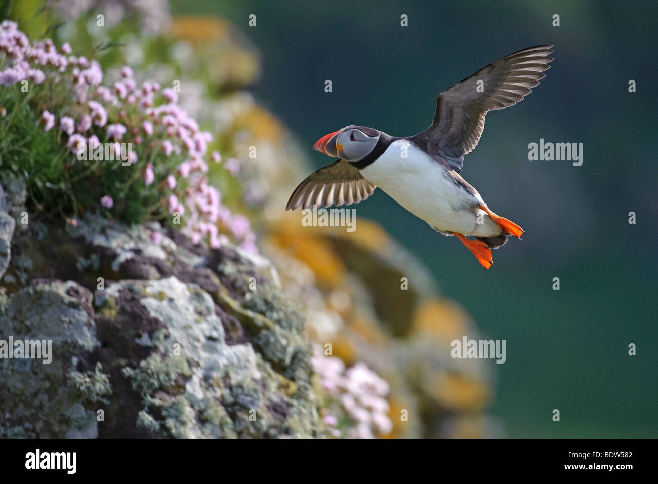 Atlantic puffin Fratercula arctica estate adulto in volo. La Scozia. Foto Stock