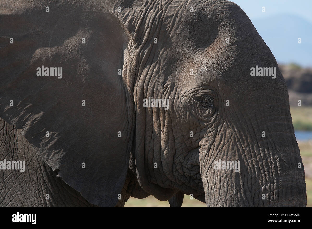 KENYA di elefante faccia, Amboseli National Park. Foto di Sean Sprague 2007 Foto Stock