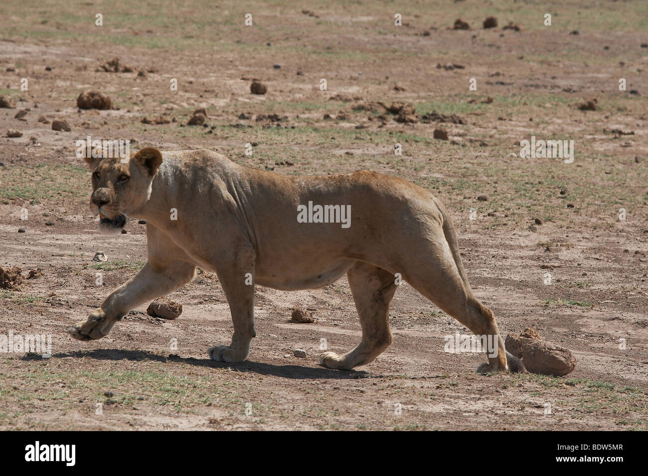 KENYA lion femmina, Amboseli National Park. Foto di Sean Sprague 2007 Foto Stock