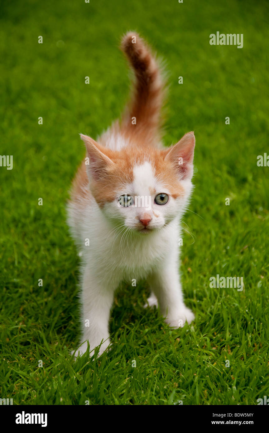 Lo zenzero e il cucciolo bianco sull'erba Foto Stock