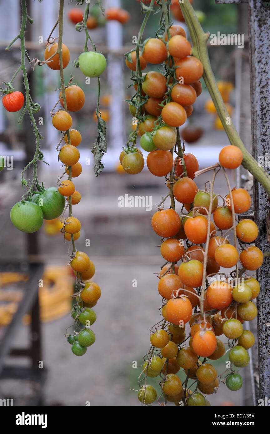 Pomodori seccati al sole asciugando Foto Stock