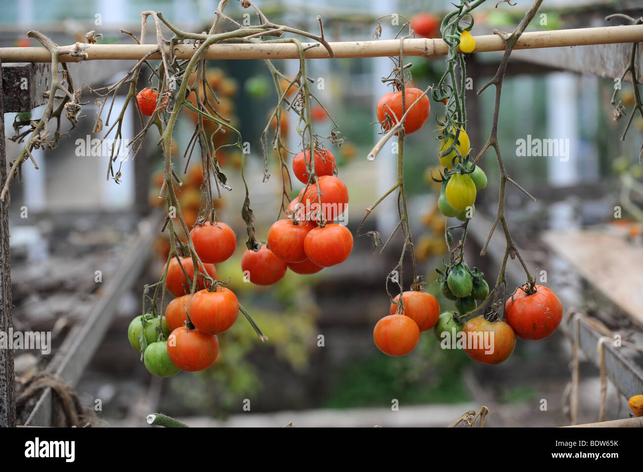 Pomodori seccati al sole asciugando Foto Stock