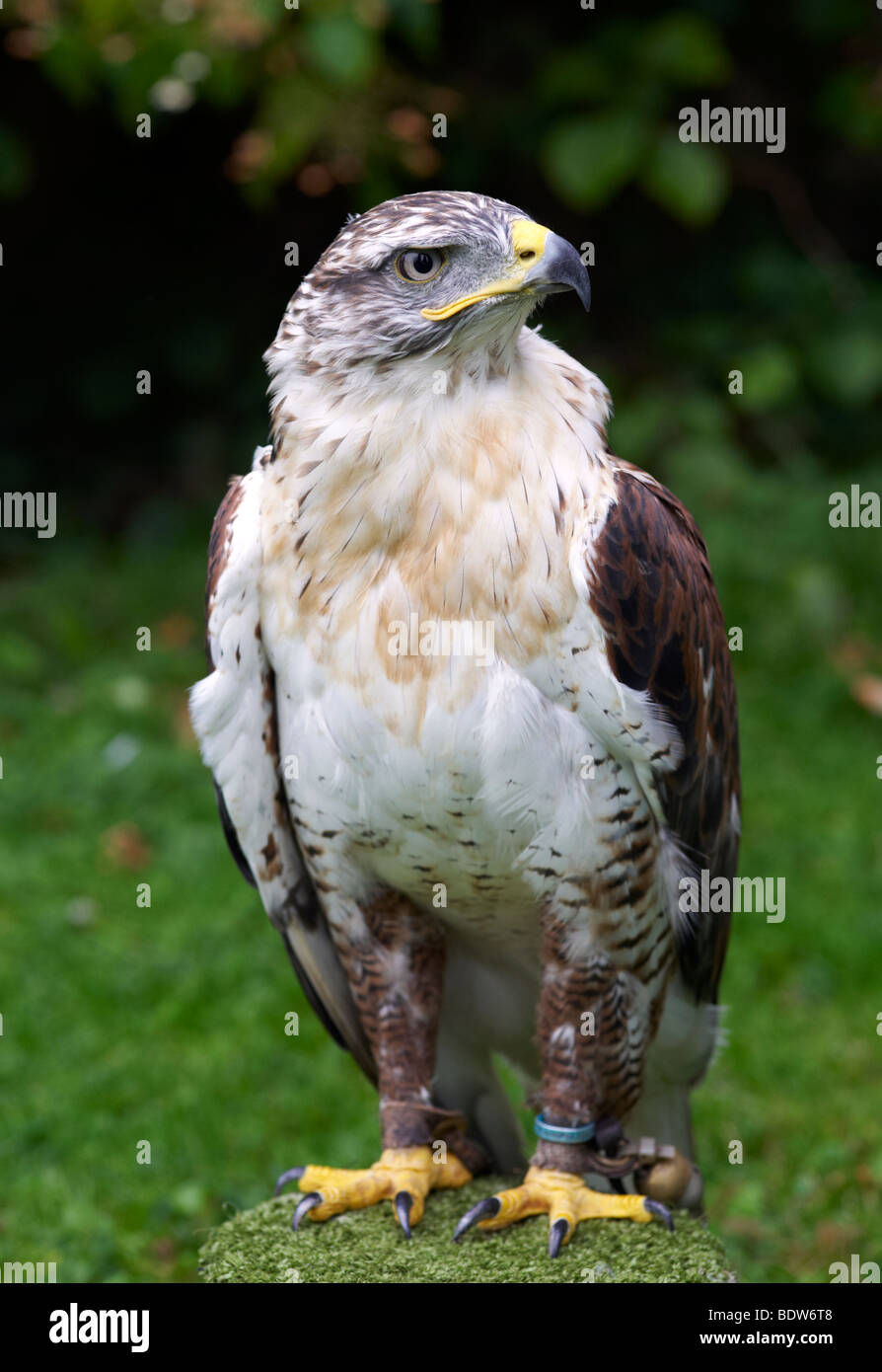 Falco ferruginosa, BUTEO REGALIS, zampe ruvida HAWK, falconeria RAPTOR, NORD AMERICA, uccello rapace Foto Stock