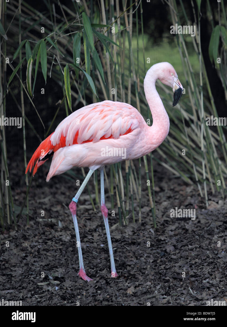 Flamingo cileni (Phoenicopterus chilensis) Foto Stock