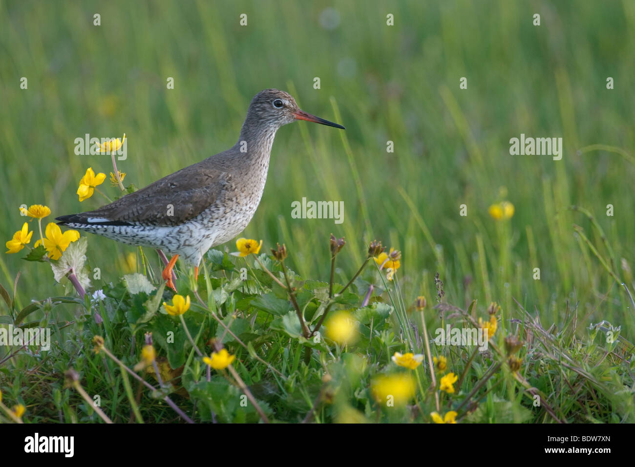 Common redshank Tringa totanus in prato umido sul isola di South Uist, Western Isles, Scozia. Foto Stock