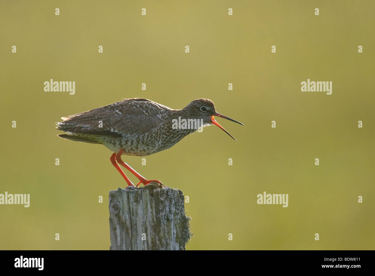 Common redshank Tringa totanus chiamate di allarme sull isola di South Uist, Western Isles, Scozia. Foto Stock