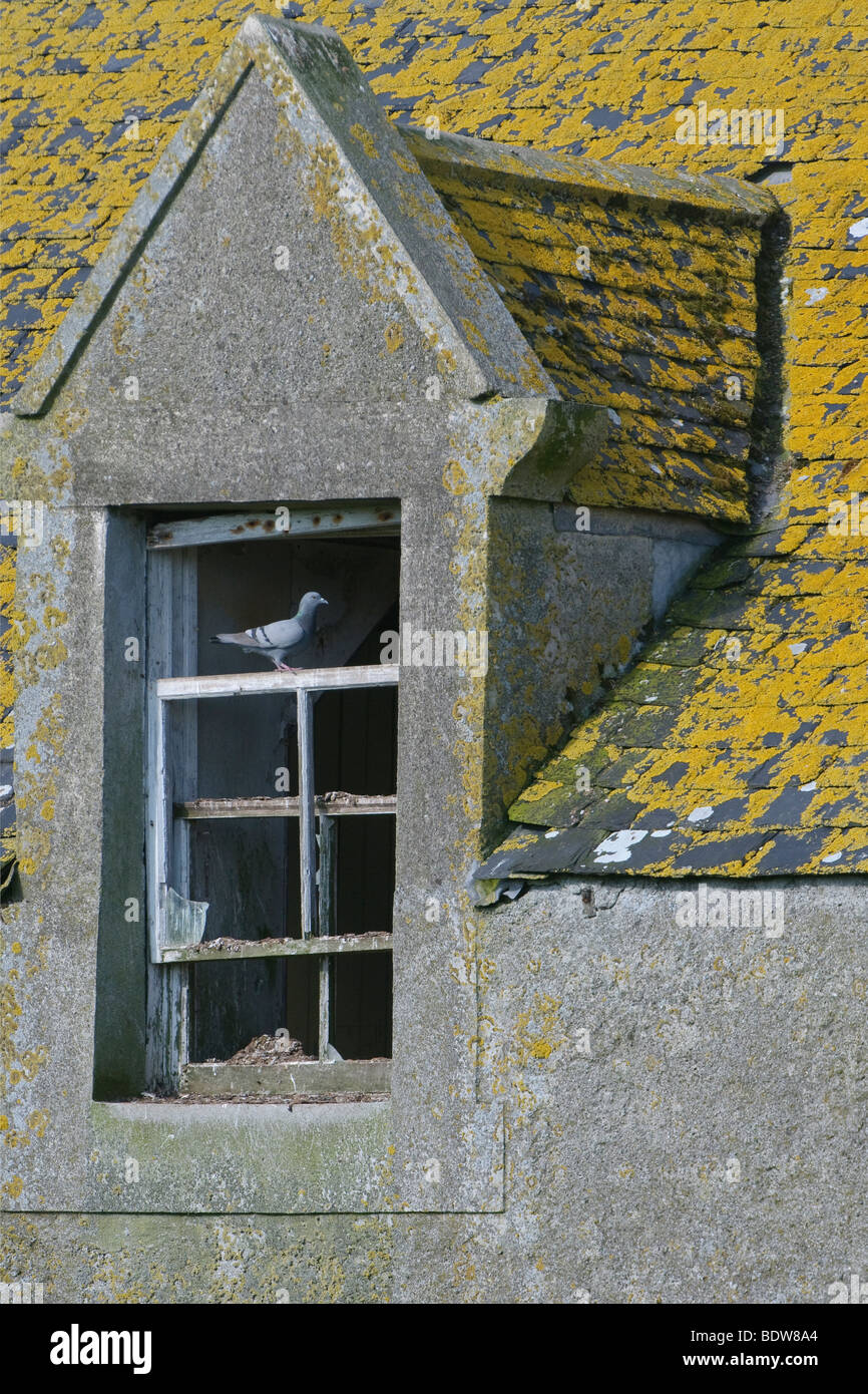 Rock colomba Columba livia nesting in casa in rovina sulla isola di South Uist, Western Isles, Scozia. Foto Stock