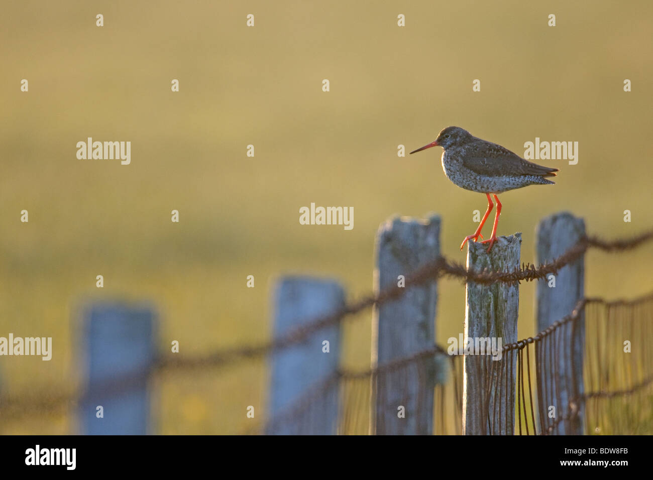 Common redshank Tringa totanus estate adulto su Isola di South Uist, Scozia. Foto Stock