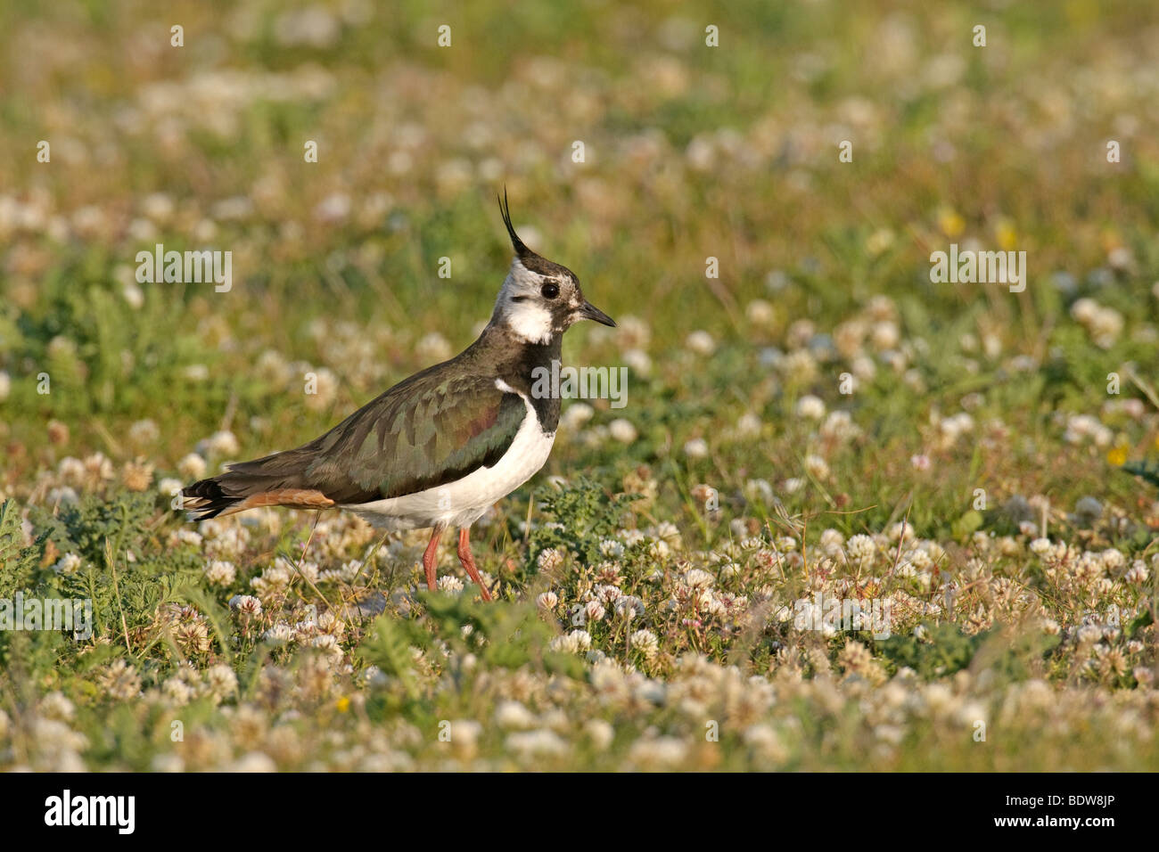 Comune di pavoncella Vanellus vanellus in machair. Isola di South Uist, Scozia. Foto Stock