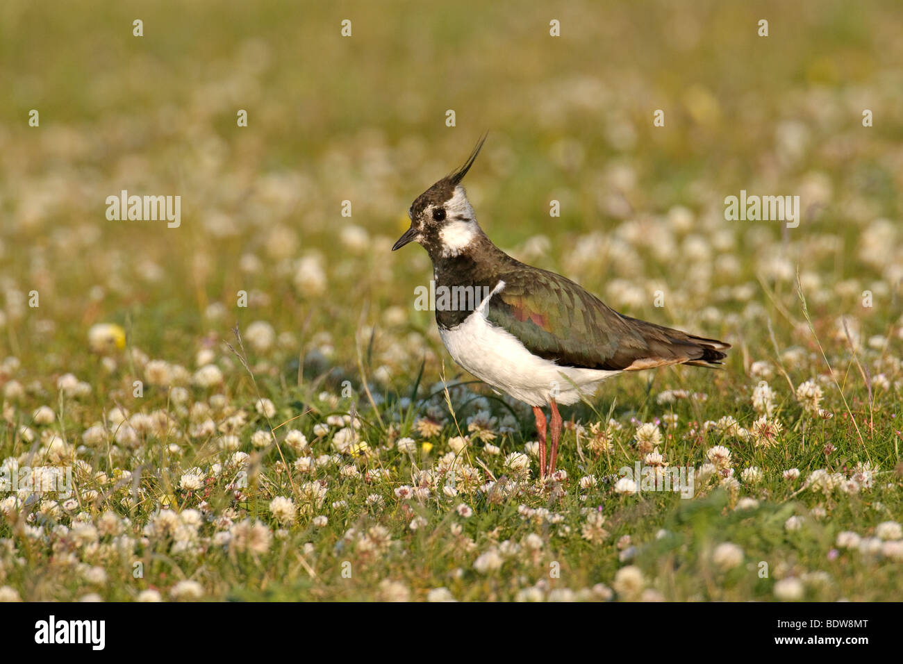 Comune di pavoncella Vanellus vanellus in machair. Isola di South Uist, Scozia. Foto Stock