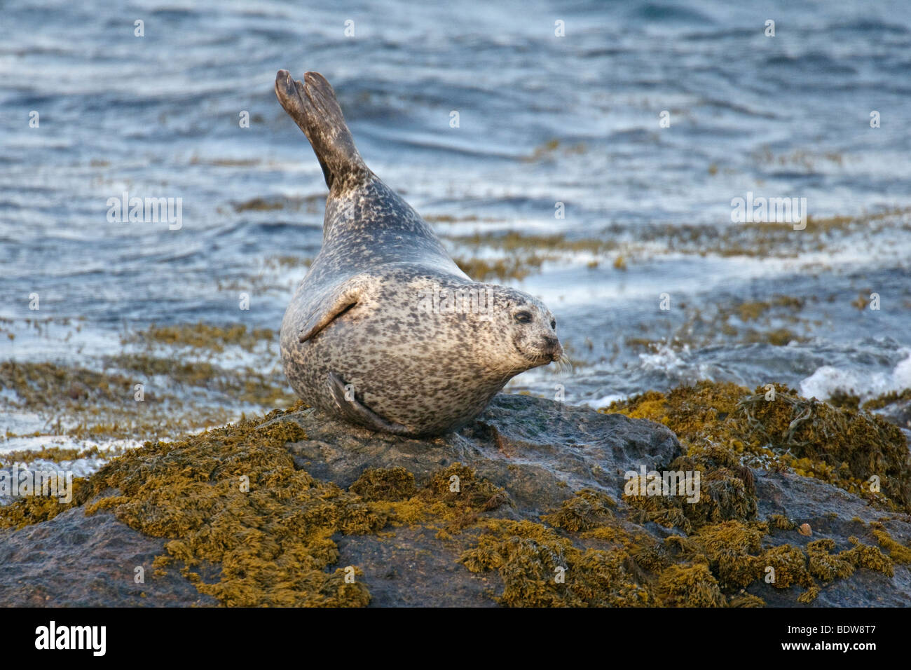 Comune o la guarnizione del porto Phoca vitulina tirata fuori su isolotto roccioso. South Uist, Scozia. Foto Stock