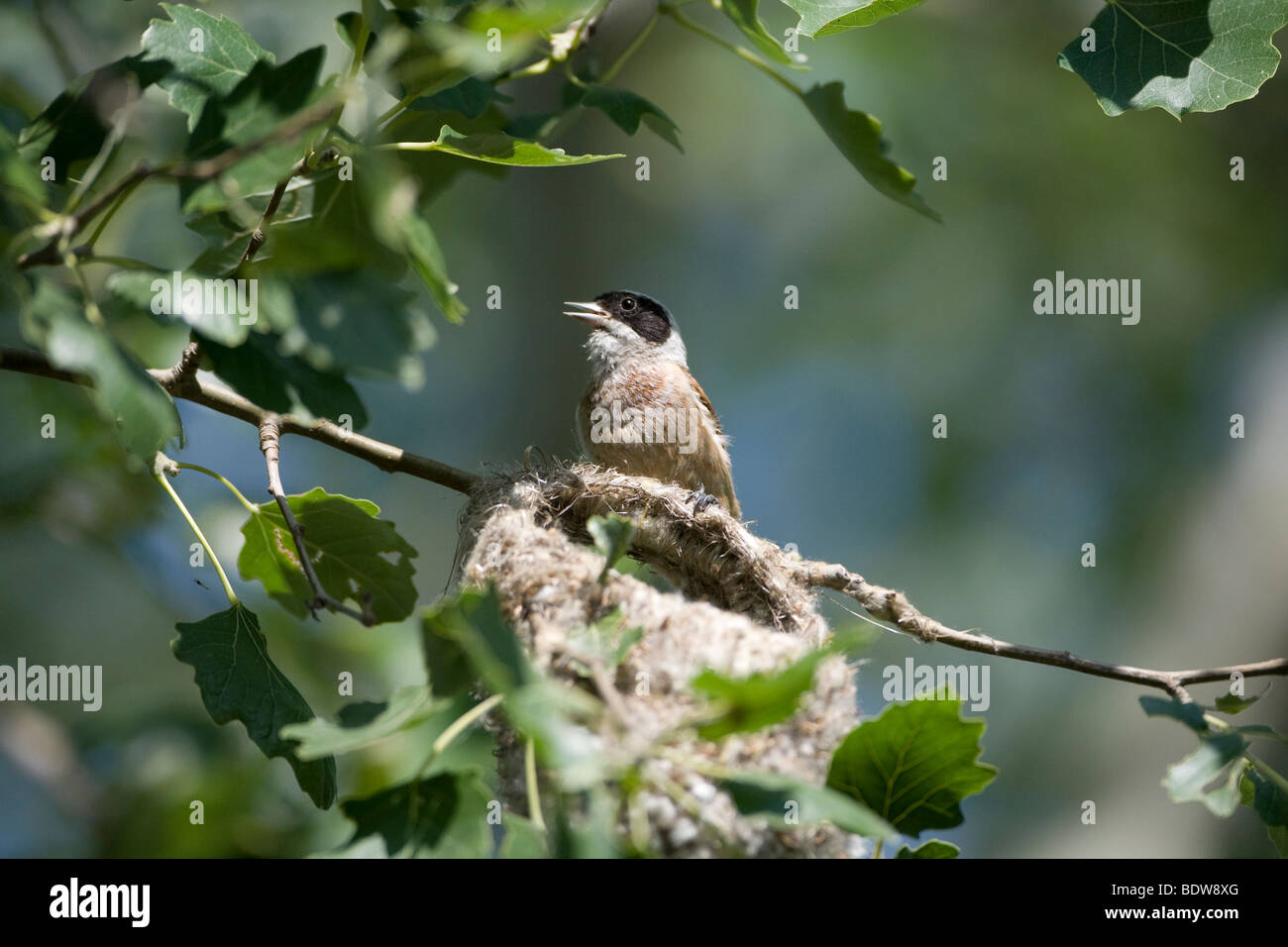 Eurasian Penduline Tit (; Remiz pendulinus) nidificazione e la chiamata per il compagno Foto Stock