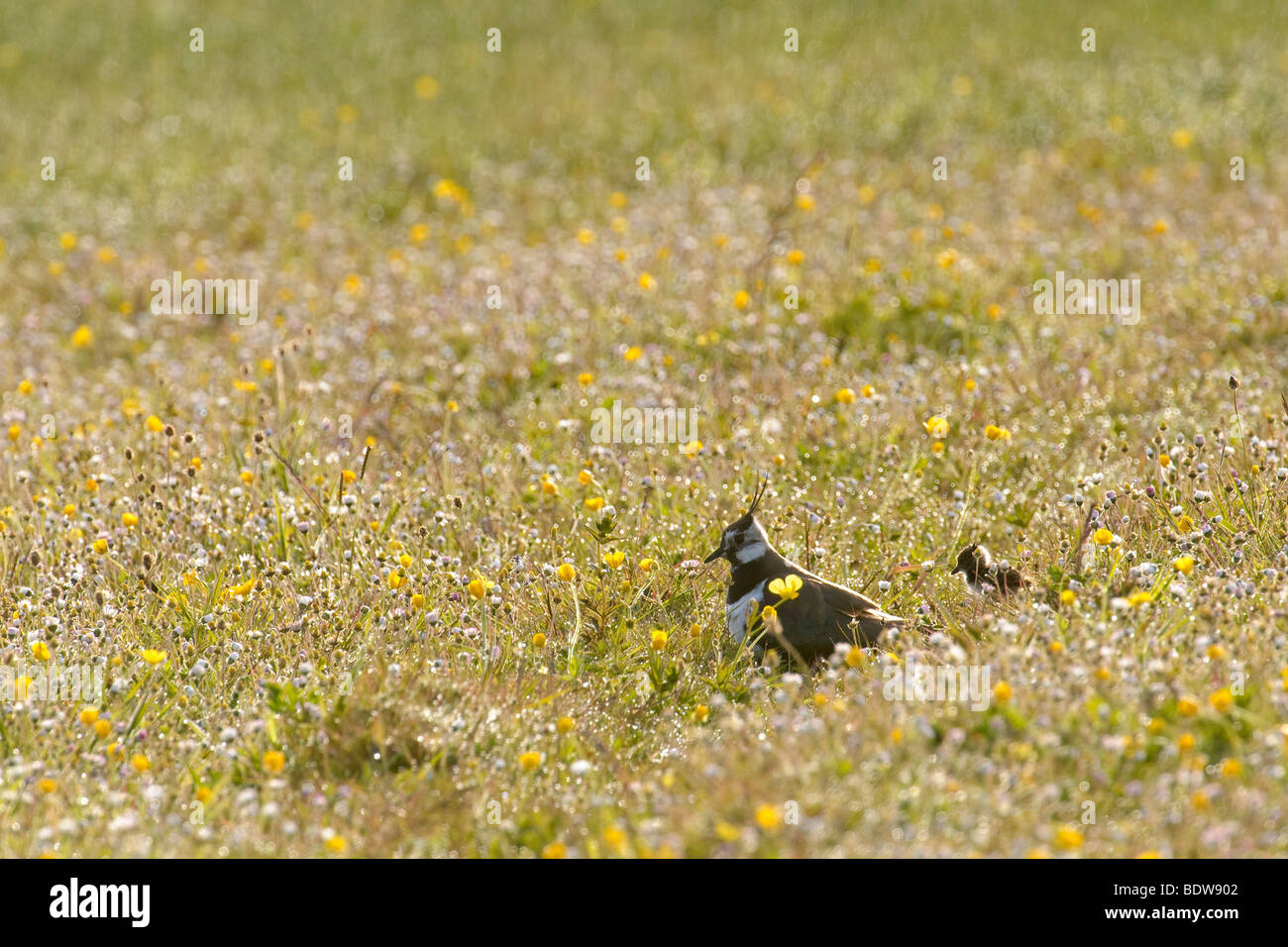 Comune di pavoncella Vanellus vanellus femmina adulta e chick in machair. Isola di South Uist, Scozia. Foto Stock