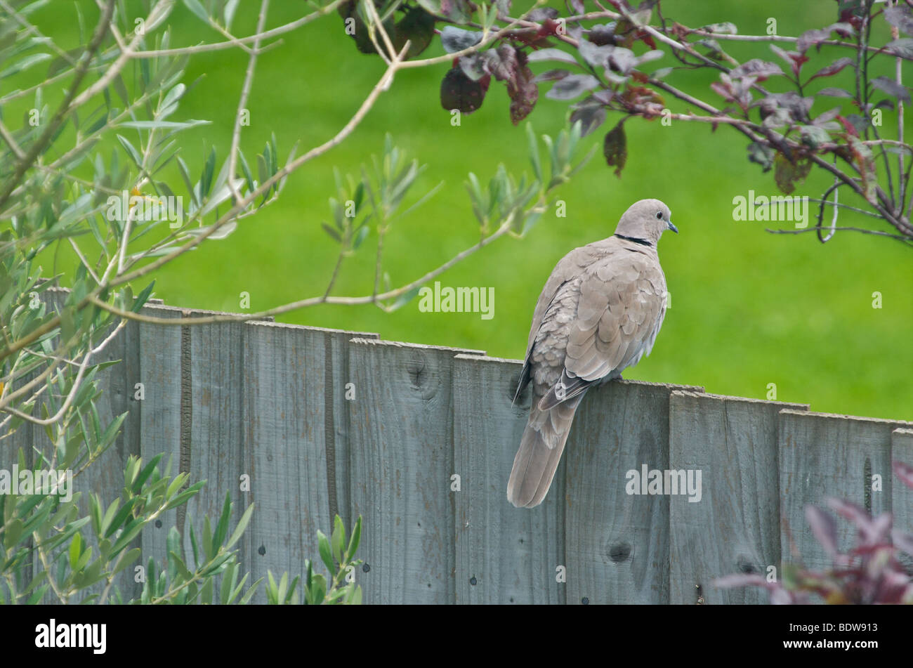 Un collard colomba seduto su un giardino recinto in una calda giornata d'estate Foto Stock