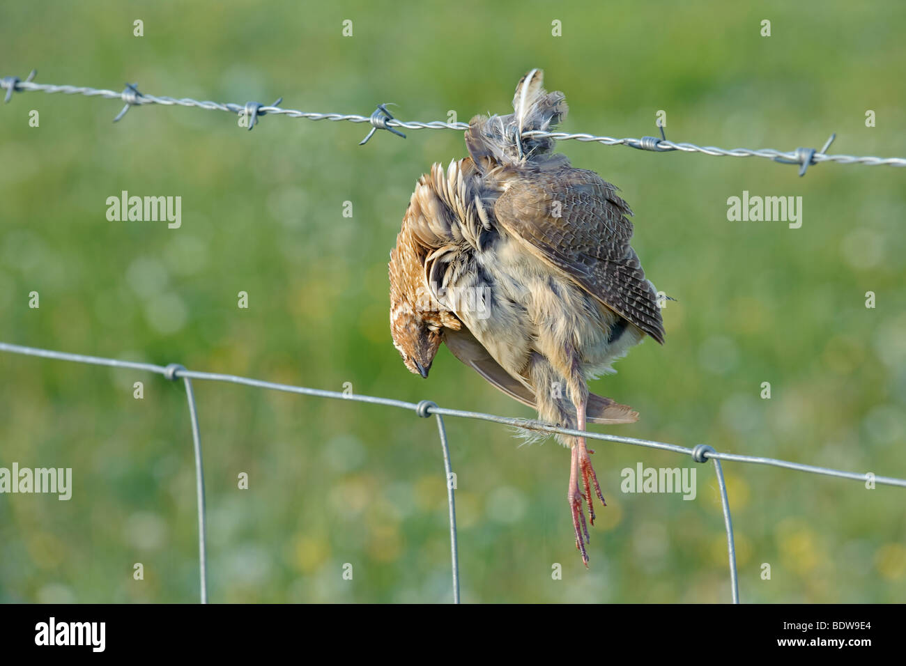 Quaglia Coturnix coturnix uccisi in collisione con il filo spinato. Isola di South Uist, Western Isles, Scozia. Foto Stock