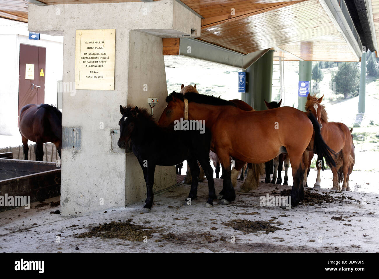 I cavalli di ripararsi dal sole sotto una stazione di seggiovia in inverno stazione sciistica di Baqueira Beret nei Pirenei spagnoli Foto Stock