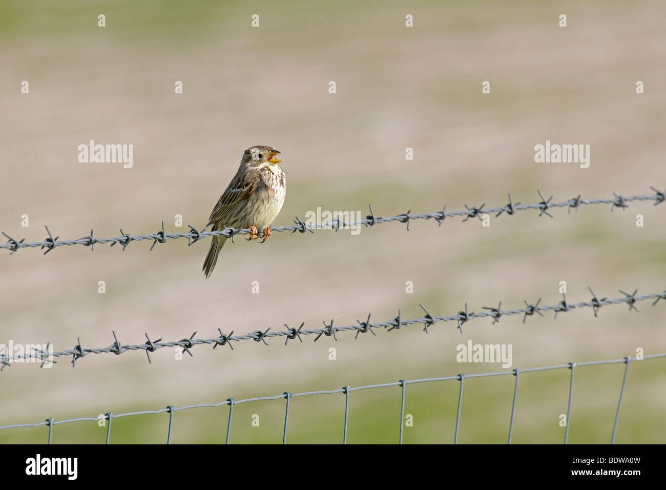 Corn bunting Milaria calandra a cantare. Balranald RSPB riserva, Isola di North Uist, Western Isles, Scozia. Foto Stock