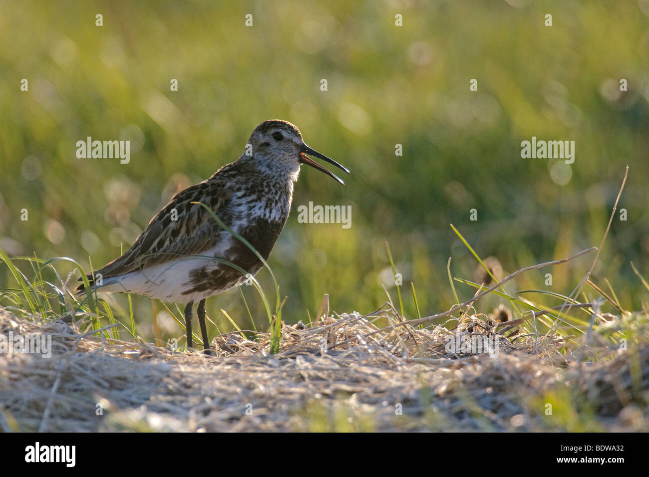 Dunlin Calidris alpina estiva di canto per adulti. Isola di North Uist, Western Isles, Scozia. Foto Stock