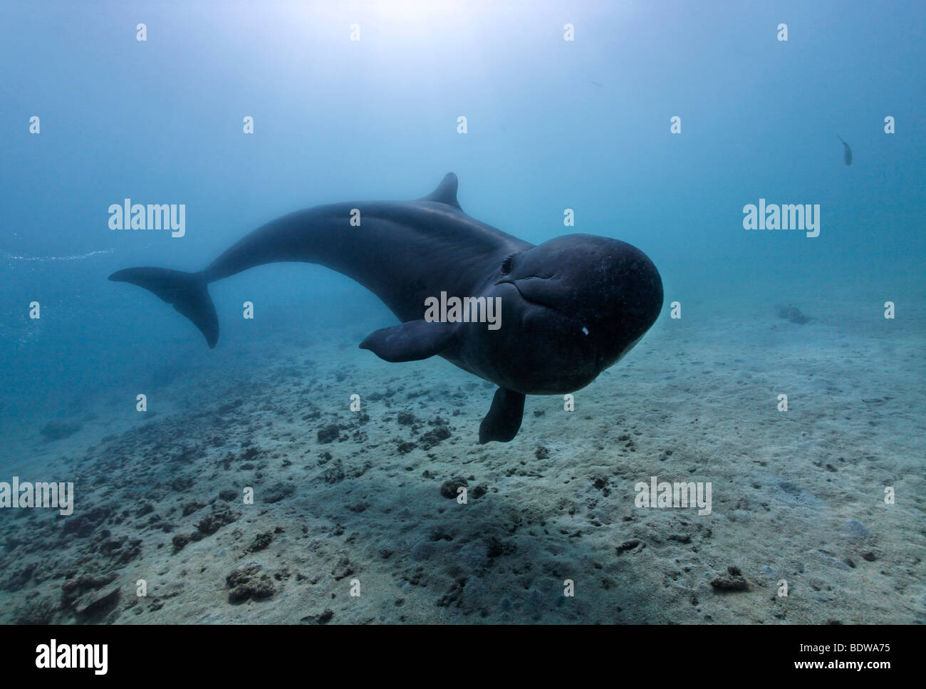 Falso Killer Whale (Pseudorca crassidens), piscina al di sopra del mare di sabbia letto, Subic Bay, Luzon, Filippine, sul Mare della Cina del Sud e del Pacifico Foto Stock