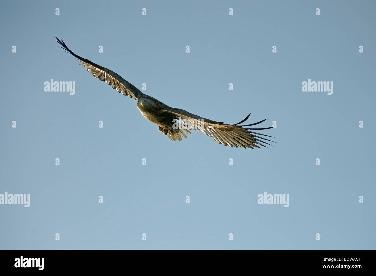 White-tailed sea eagle Haliaeetus albicilla adulto in volo. La Scozia. Foto Stock