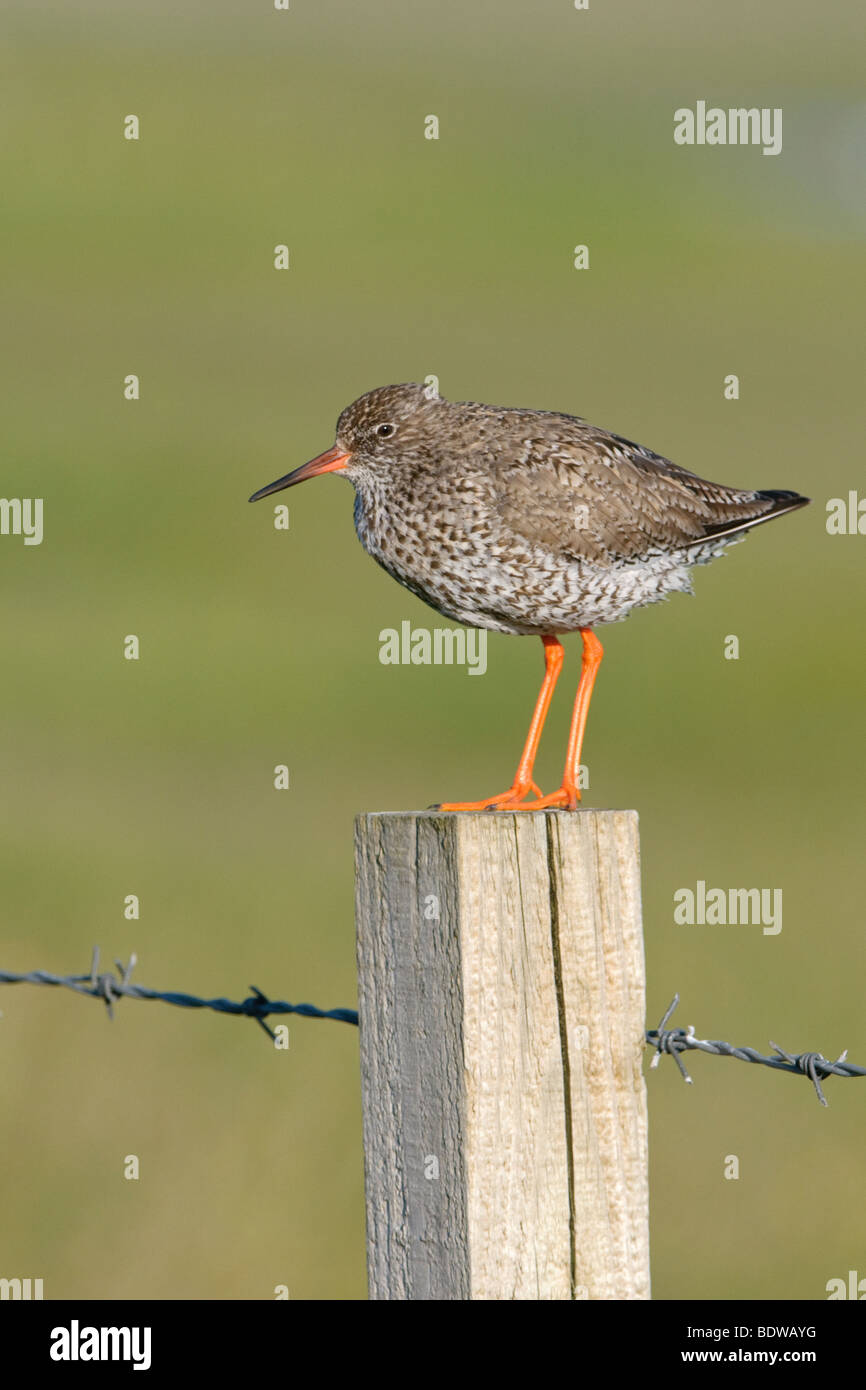 Common redshank Tringa totanus estate adulto. North Uist, Western Isles, Scozia. Foto Stock