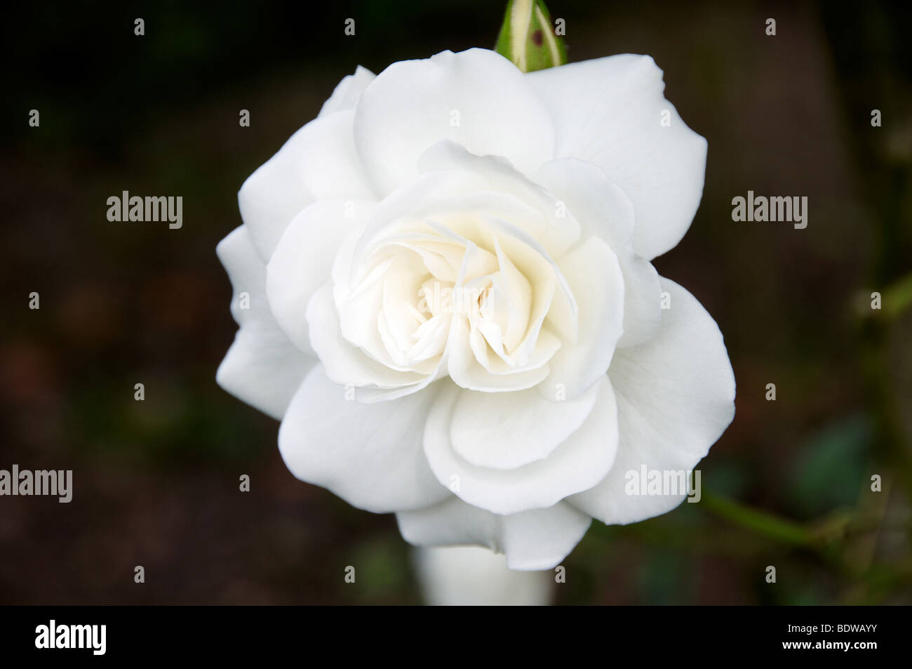 Una chiusura particolare di una rosa bianca Foto Stock