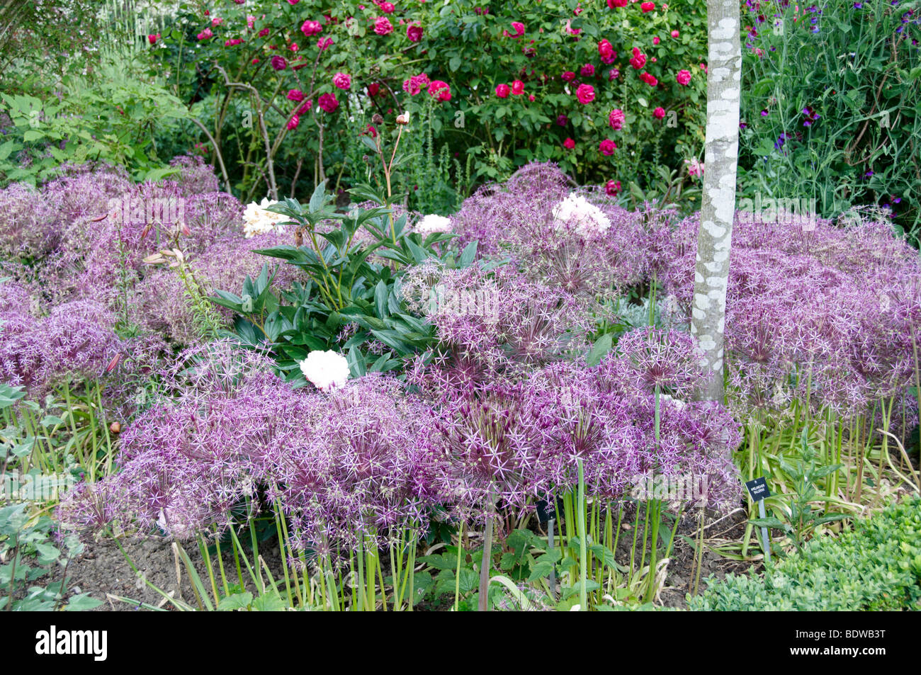 Allium le teste dei fiori in un giardino con sfondo verde Foto Stock