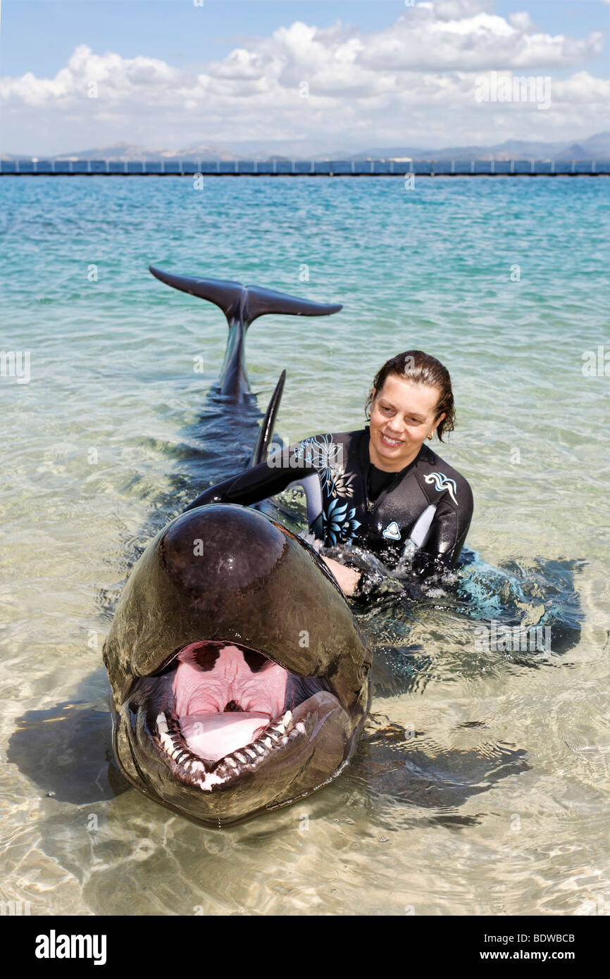 Donna stroking False Killer Whale (Pseudorca crassidens), fondali bassi Le Avventure Oceaniche, Subic Bay, Luzon, Filippine, Sud Foto Stock