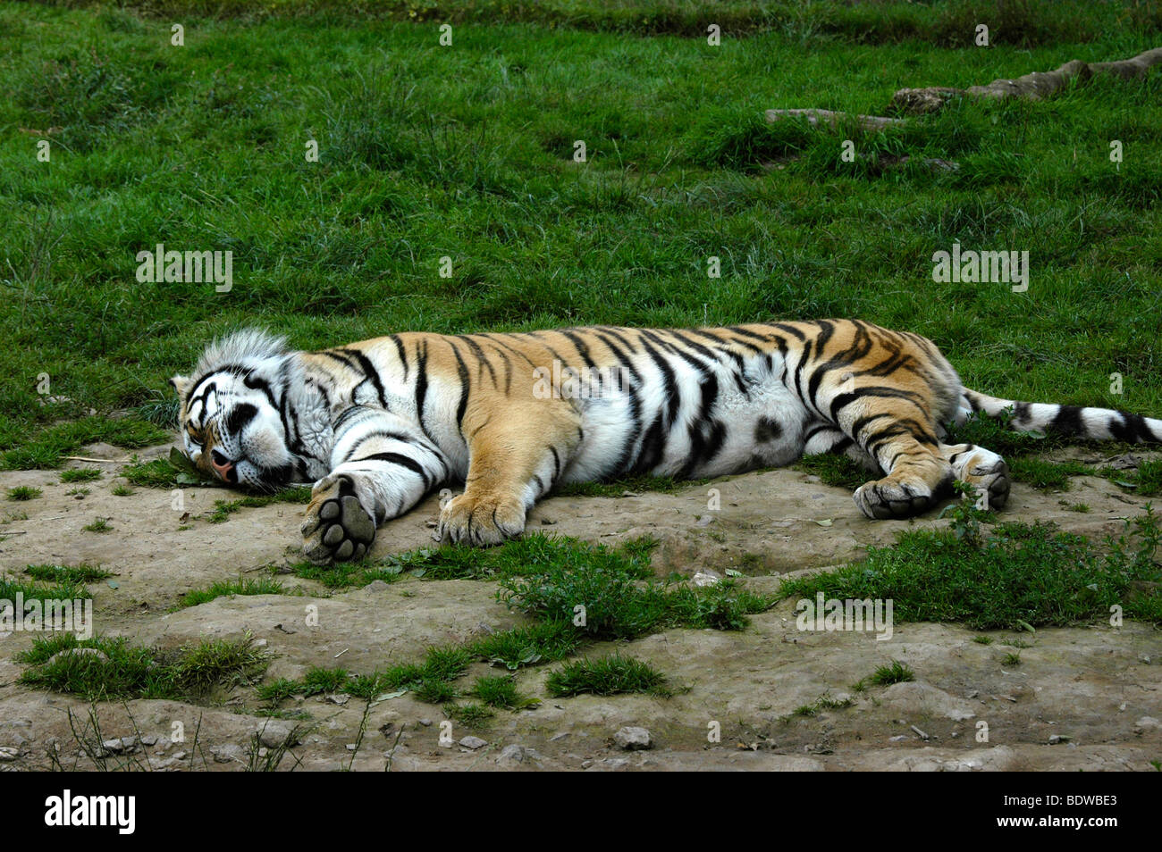 Una tigre che dorme sul prato Foto Stock