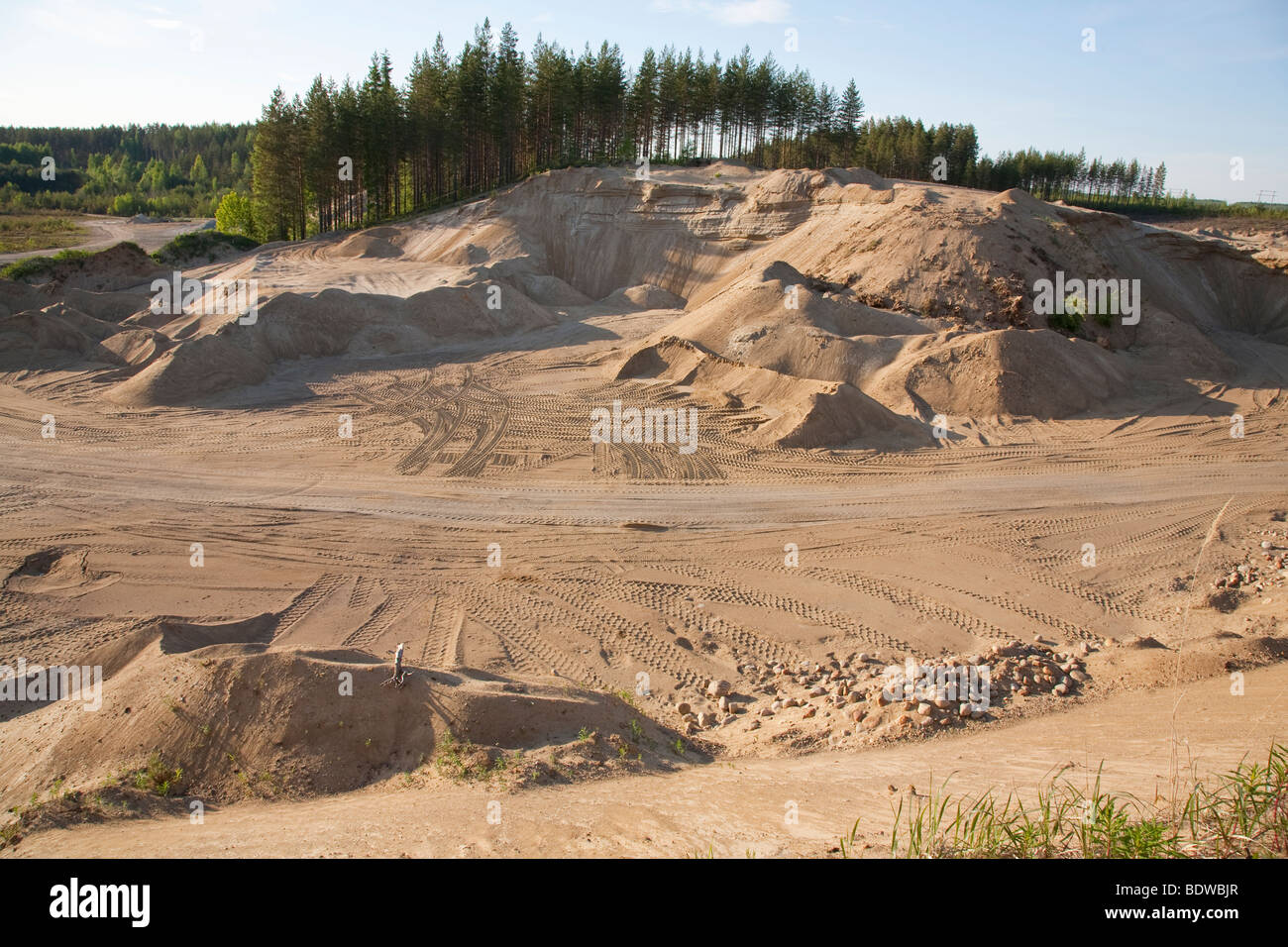 Il finlandese buca di sabbia in corrispondenza di una cresta di sabbia , Finlandia Foto Stock