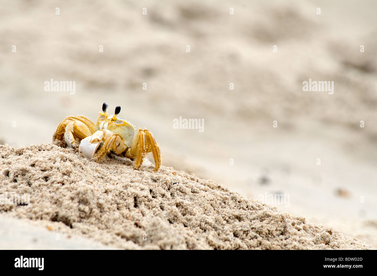 L'immagine orizzontale di un granchio di sabbia in movimento Foto Stock