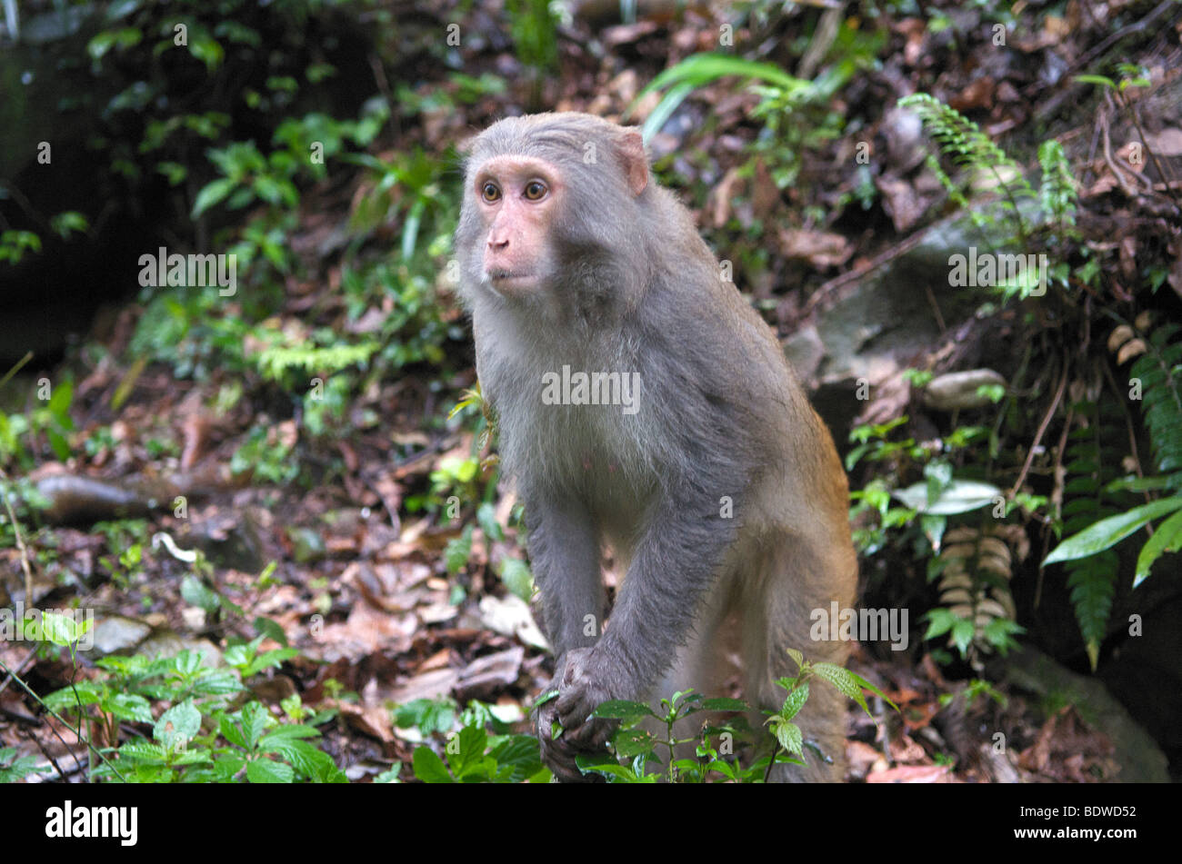 Avviso di scimmia rhesus Wulingyuan panoramico Parco Nazionale nella provincia del Hunan Cina Foto Stock