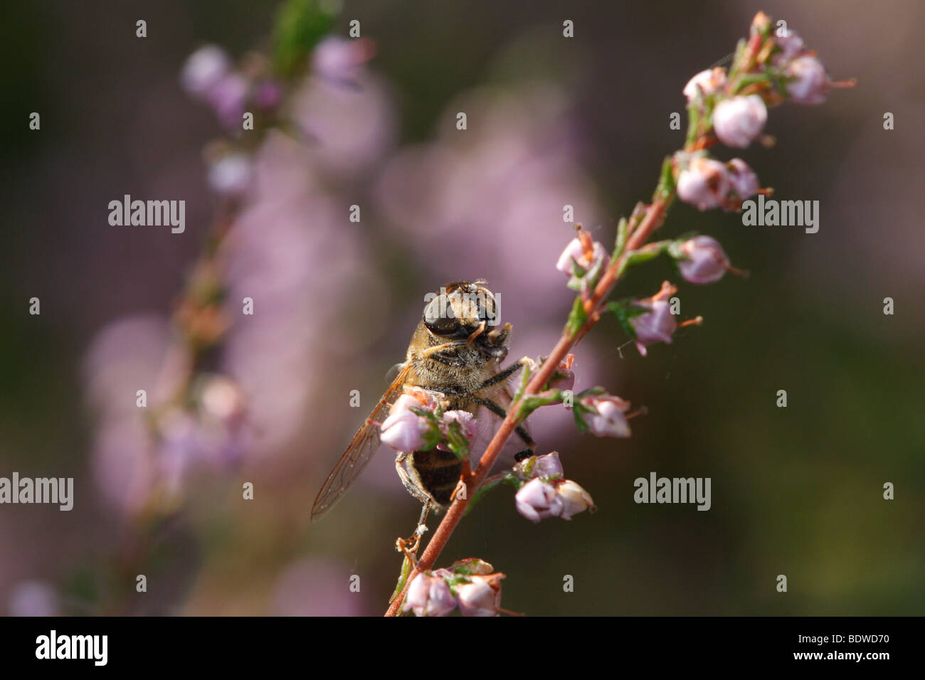 Eristalis tenax, il fuco fly, toelettatura stesso su heather. Questo è un comune hoverfly specie. Foto Stock