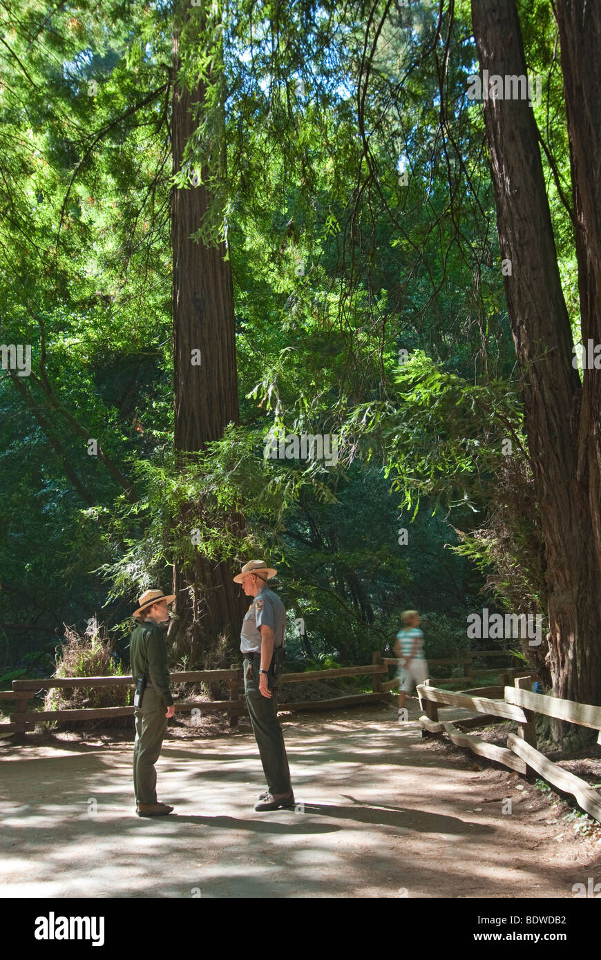 Redwood foresta di Muir Woods National Monument. Foto Stock